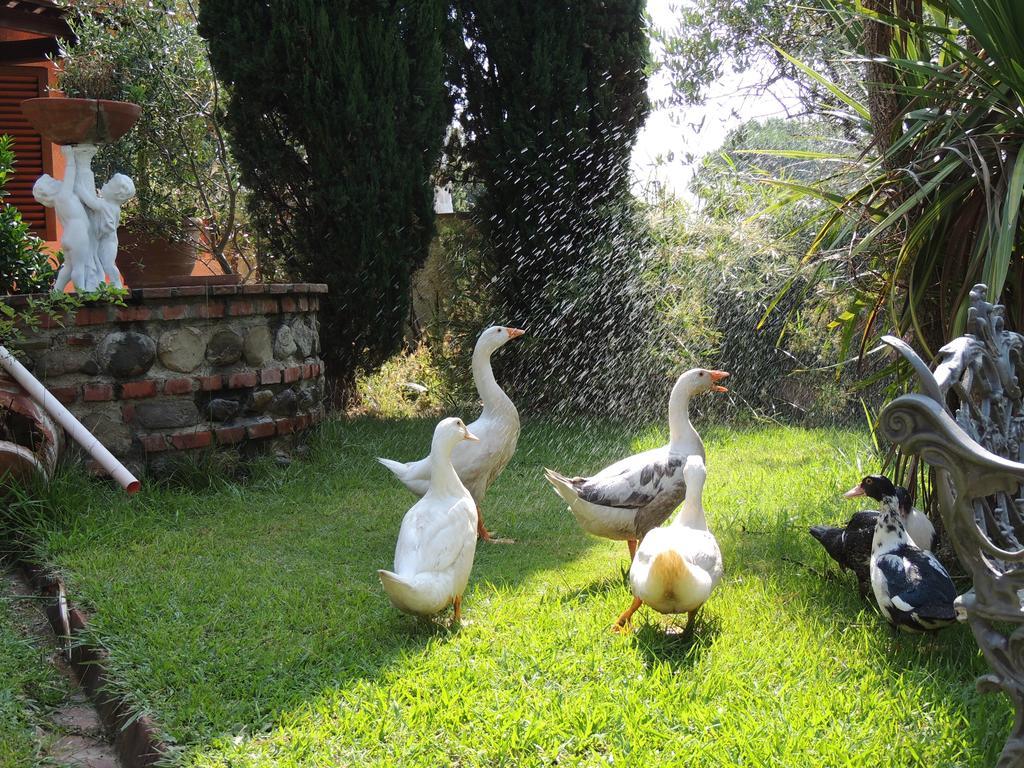 Il Cipresso Del Gallo 몬테카티니테르메 외부 사진